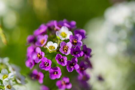 Carpet of small white fragrant flowers alyssum