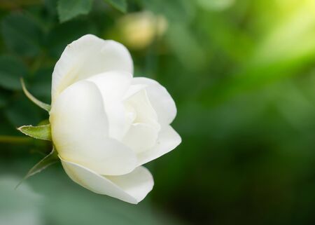 Blooming white rosehip spring day close-up on a blurred background.の写真素材