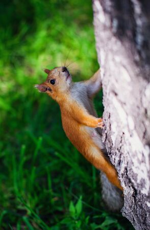 Squirrel climbs to top a tree on a summer day.の写真素材