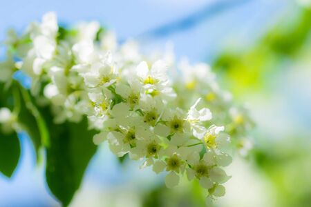 Branch of flowering bird cherry in white flowers on a spring sunny day.の写真素材