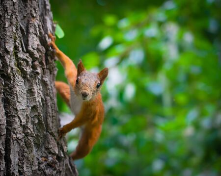 Squirrel climbs to top a tree on a summer day.の写真素材