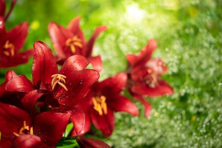 Beautiful flowers of red lilies in the garden on a summer day.の写真素材