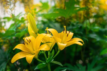 Flower of yellow lily against the rays of the setting sun on a summer day.の写真素材