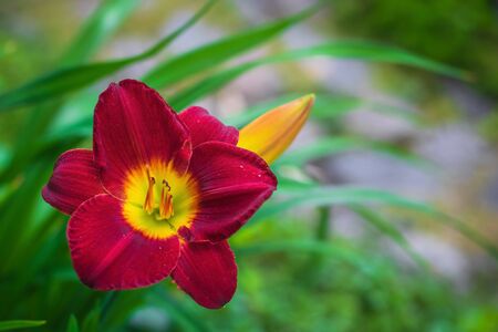 Beautiful flower of red lily in the garden on a summer day.の写真素材