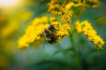 bumblebee collects flower nectar of goldenrod on a summer sunny day.の写真素材