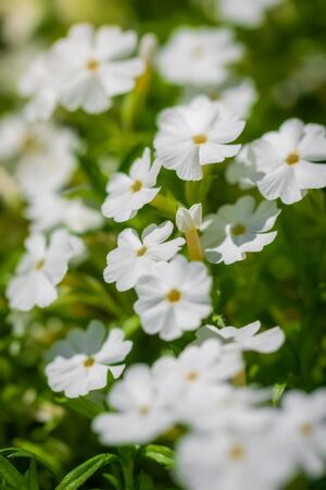 White phlox flower close up in garden on a summer dayの写真素材