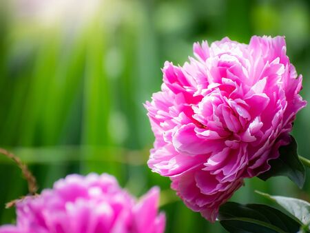 Pink peony flower against the rays of the setting sun on a summer day.の写真素材
