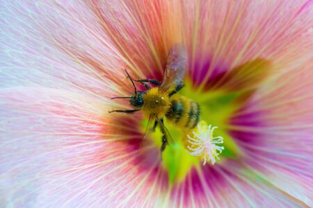 Bee collects flower nectar of malva close up.の写真素材