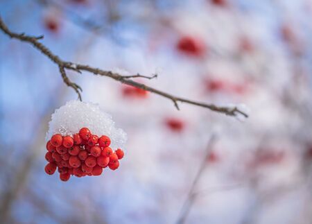 Snow-covered branches of red mountain ash on a cold winter day.の写真素材