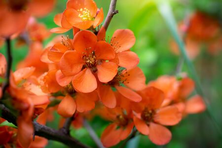 Blooming Japanese quince with bright flowers outdoors in spring day close upの写真素材