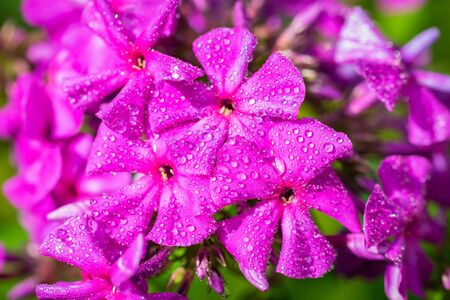 Pink phlox flower close up in summer gardenの写真素材