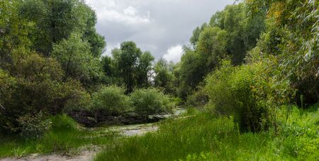 Landscape by the river against the backdrop of the forest on a summer day.の写真素材