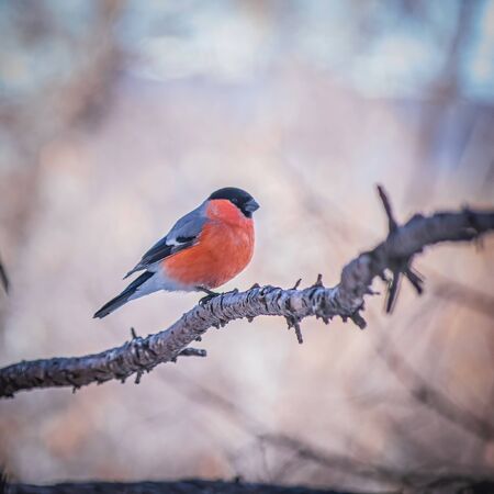 reddish chest bullfinch on a winter day sitting on a tree branch.の写真素材