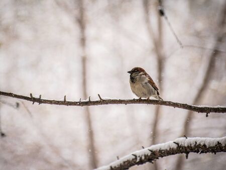 sparrow on a winter day sitting on a tree branch.の写真素材