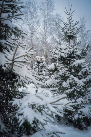 Snow covered branches of spruce trees on a frosty winter day in park.の写真素材