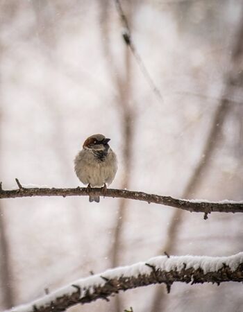 sparrow on a winter day sitting on a tree branch.の写真素材