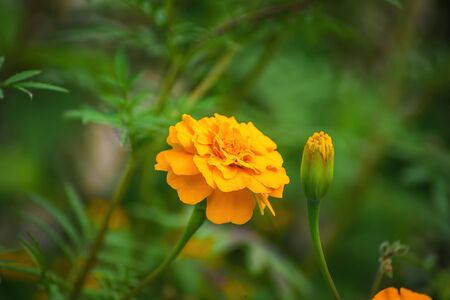 Close-up flowers of a marigold on blurred background.