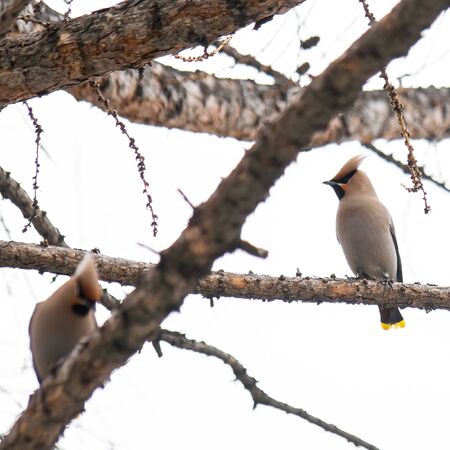 Bird waxwing in early spring in the natural habitat.の写真素材