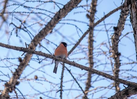 reddish chest bullfinch on a winter day sitting on a tree branch.の写真素材