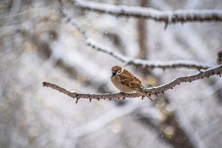 sparrow on a winter day sitting on a tree branch.の写真素材