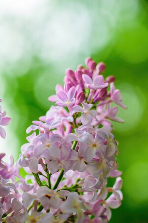 Branch of blossoming lilac on a sunny day close up on a blurred background.の写真素材