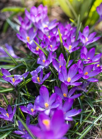 Fresh flowers of purple crocus in spring in the garden.の写真素材