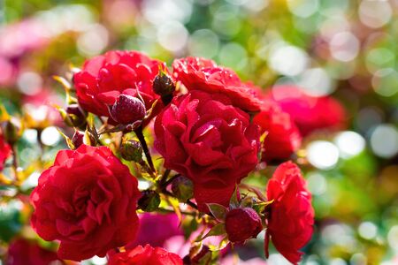 Red rose flower close up on a summer day. Red rose flower close up on a summer day.の写真素材
