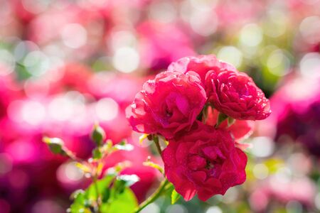 Red rose flower close up on a summer day. Red rose flower close up on a summer day.の写真素材