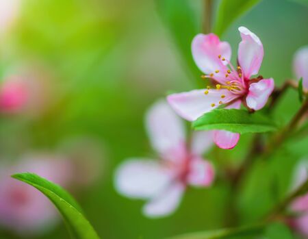 Spring flowering pink almond closeup in garden.の写真素材