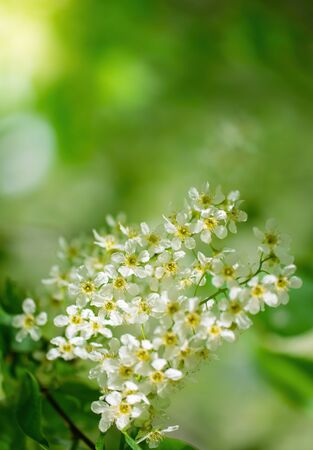 Branch of flowering bird cherry in white flowers on a spring sunny day.の写真素材