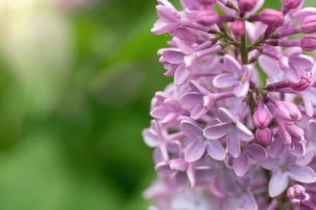 Branch of blossoming lilac on a sunny day close up on a blurred background.の写真素材