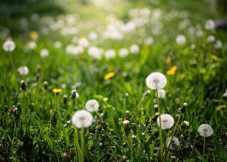 Field dandelion against the rays of the setting sun on a summer day.の写真素材