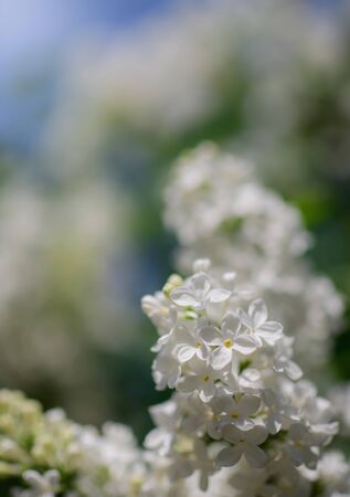 Branch of blossoming white lilac on a sunny day close up on a blurred background.の写真素材