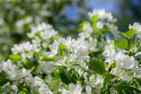 Branch of a blossoming apple tree in white flowers against the skyの写真素材