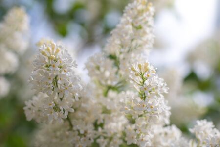 Branch of blossoming white lilac on a sunny day close up on a blurred background.の写真素材