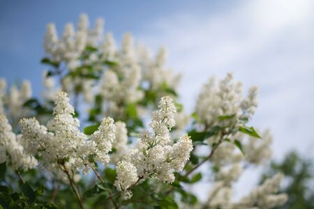Branch of blossoming white lilac on a sunny day close up on a blurred background.の写真素材