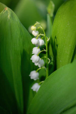 Spring flower lily of the valley close-up