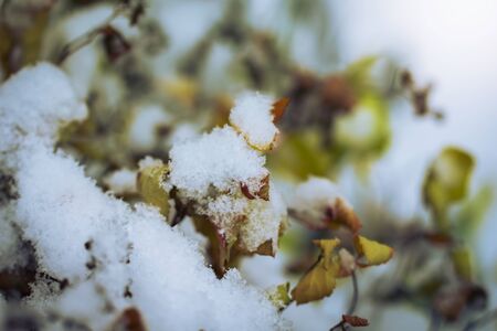 Dry plant covered with snow on a frosty winter day in the outdoor.の写真素材