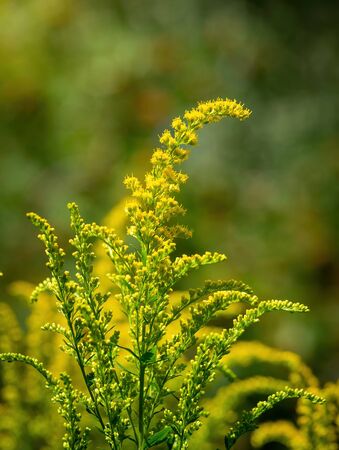 Flowering goldenrod - a medicinal, ornamental and honey plant.の写真素材