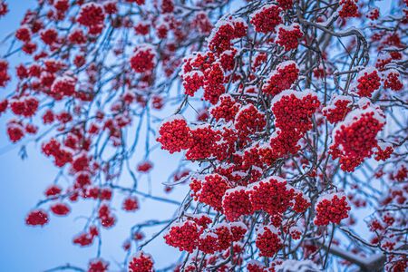 Snow-covered branches of red mountain ash on a cold winter day.の写真素材