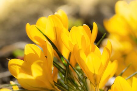 Fresh flowers of yellow crocus in spring in the garden.の写真素材