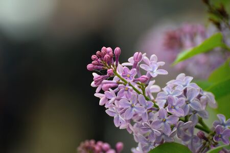 Branch of blossoming lilac on a sunny dayの写真素材