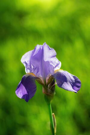 Blooming violet iris on a summer day outdoors on blur background.の写真素材