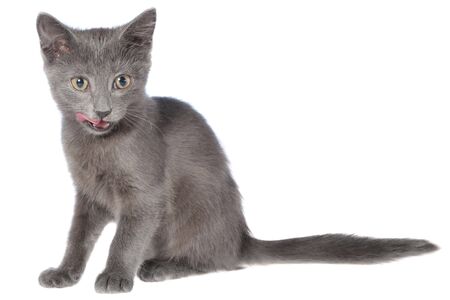 Small gray shorthair kitten sitting isolated on white background.の写真素材
