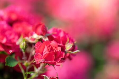 Red rose flower on a green blurred background.の写真素材