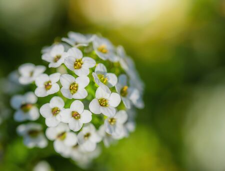 Carpet of small white fragrant flowers alyssumの写真素材