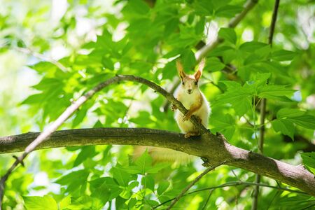 Squirrel sits on a tree branch on a summer day.の写真素材