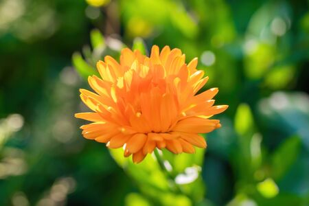 Orange flower marigold (calendula) close up.の写真素材