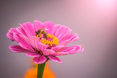 Beautiful pink flower zinnia in the garden on a blur background