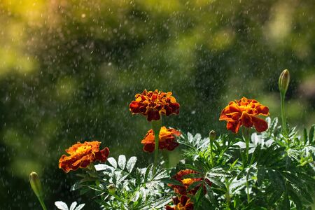 marigold flower in drops after rain on a sunny day